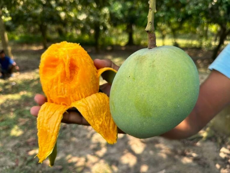 Gobindobhog Aam - Grameen Ponno